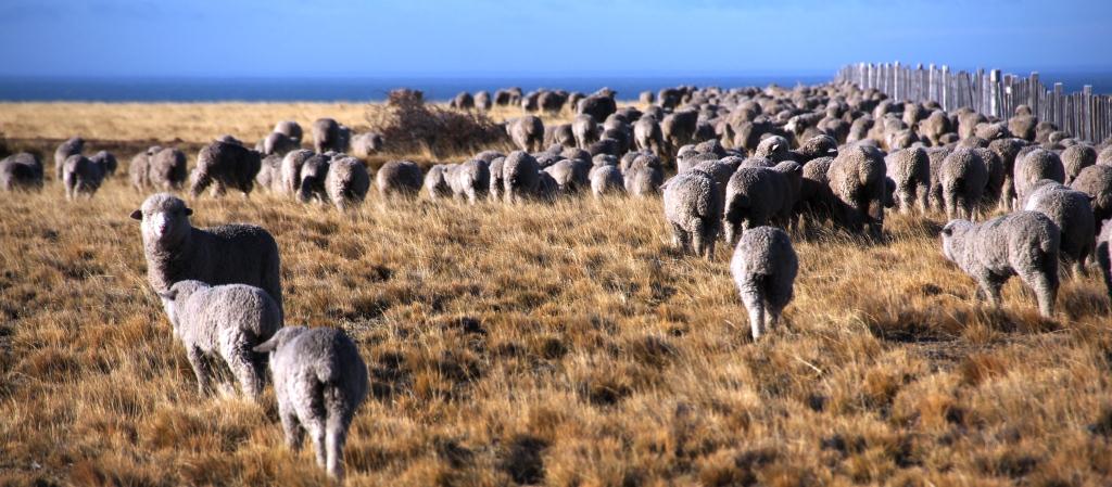 SAG Magallanes llama a participar de consultas públicas relacionadas con el quehacer agropecuario