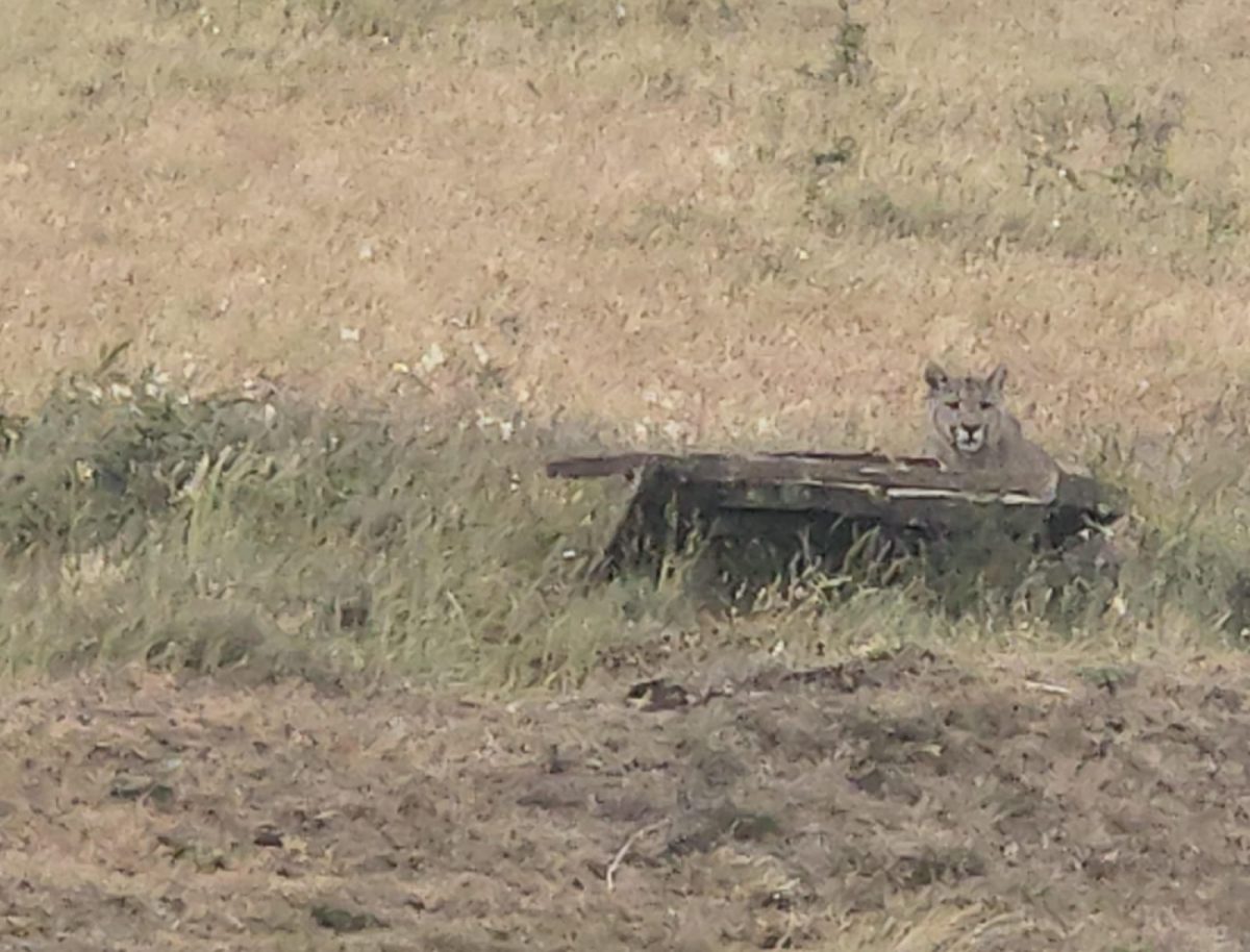Exitosa reubicación de puma tras operativo coordinado en San Gregorio